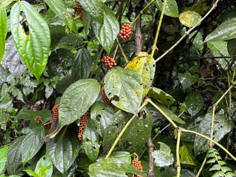 Guinea pepper