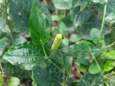 Long pepper