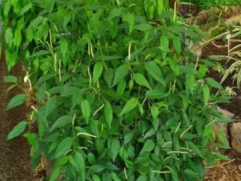 Piper nigrinodum