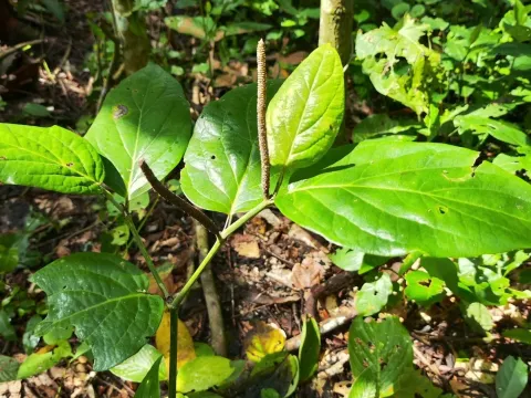 Piper tuberculatum
