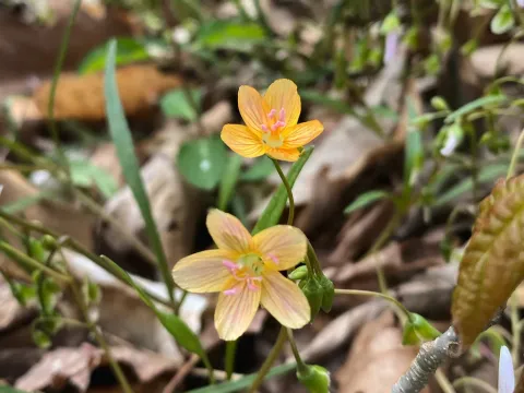 Claytonia
