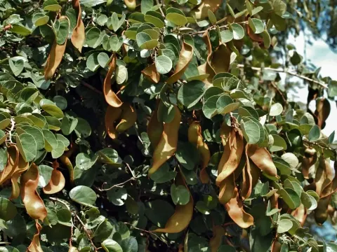 Piliostigma