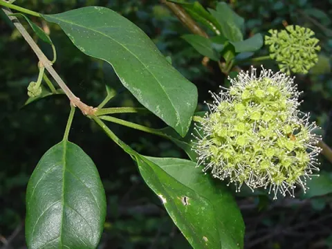 Pisonia aculeata