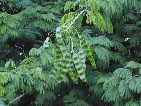Piptadenia