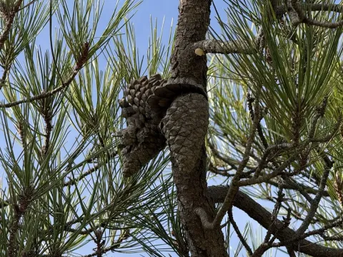 Knobcone pine