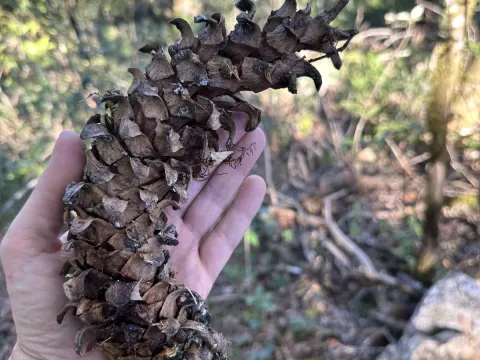Ayacahuite pine