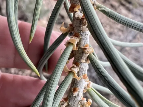 Single-leaf pinyon
