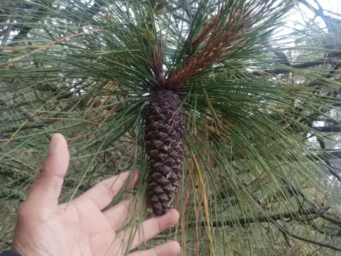 Montezuma pine