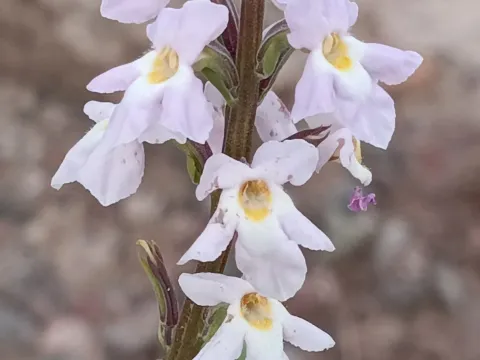 Pitraea