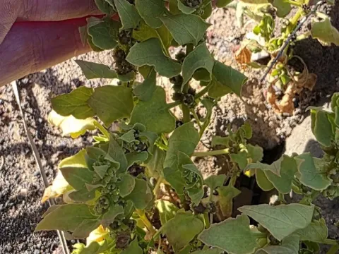 Пателлифолия пателлярис