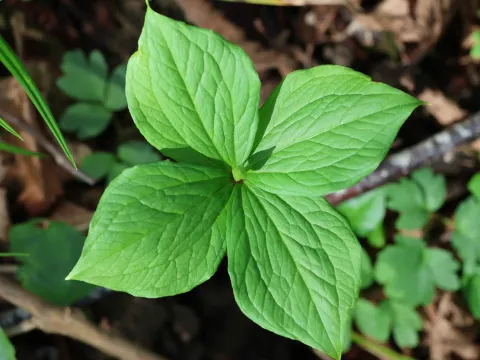 Herb Paris