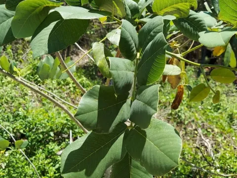 Piscidia