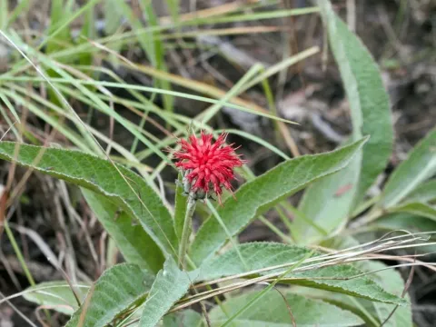 Pleiotaxis