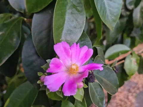 Pereskia