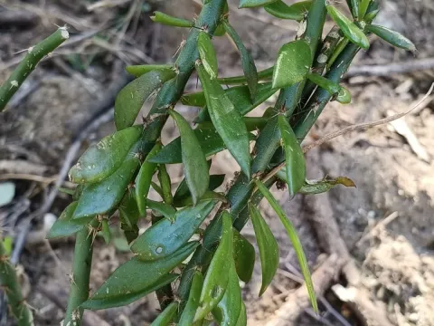 Pereskiopsis