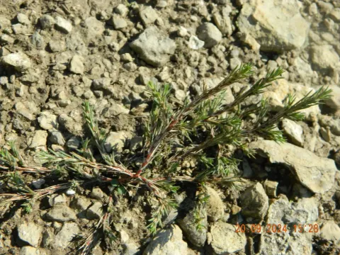 Polycnemum