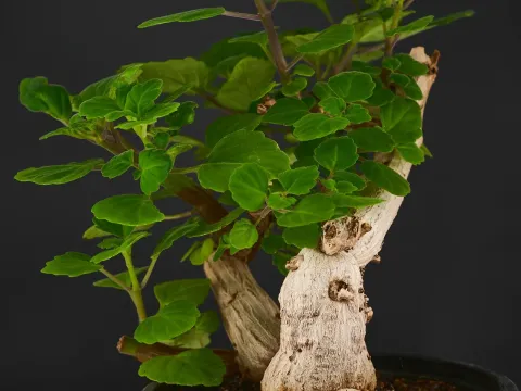 Plectranthus zatarhendi