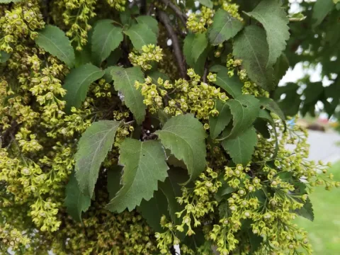 Plagianthus