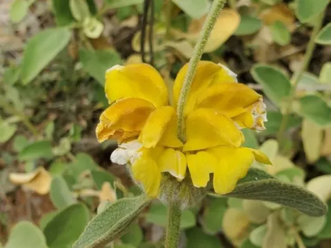 Phlomis chrysophylla