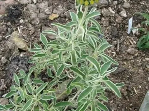 Phlomis kurdica