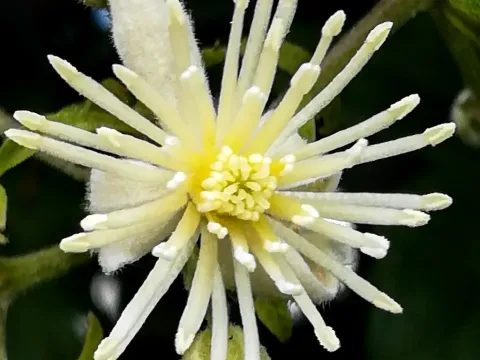 Clematis