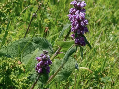 Phlomis oreophila