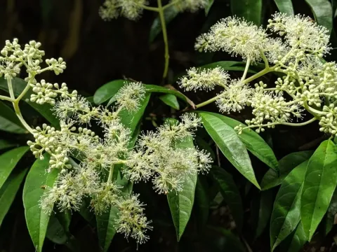Pileostegia