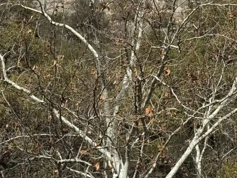 Arizona Sycamore