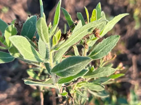Pluchea dioscoridis