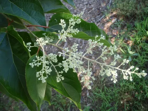 Poliothyrsis