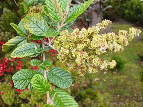 Pomaderris