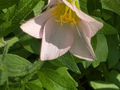 Polemonium carneum