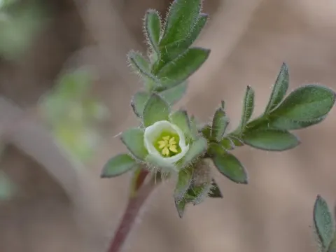 Polemonium micranthum