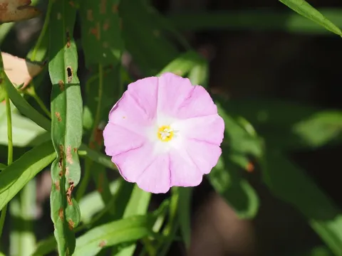 Polymeria