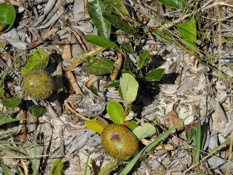 Паринари