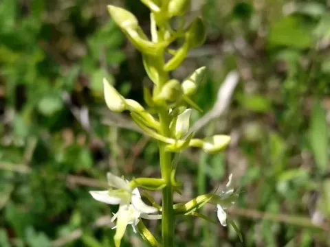 Butterfly orchid