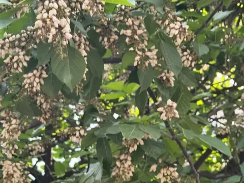 Понгамия