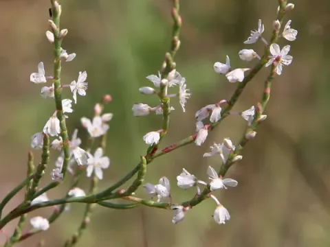 Jointweed
