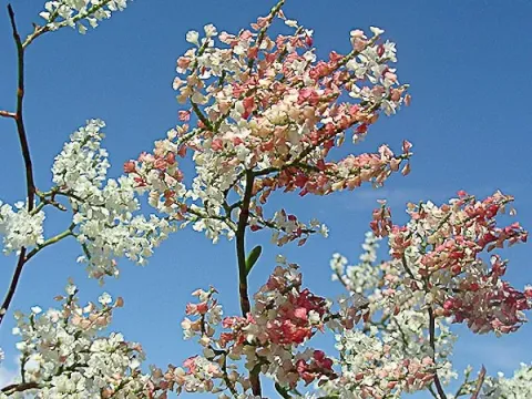 Полігонела