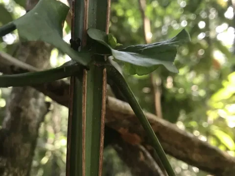 Pleonotoma