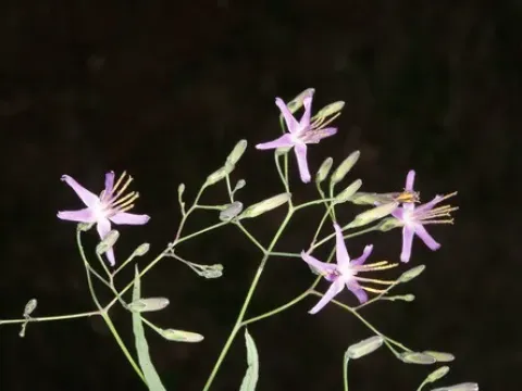 Prenanthes