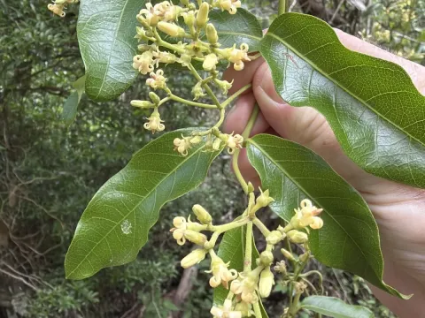 Parsonsia