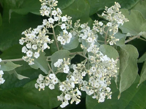Porana