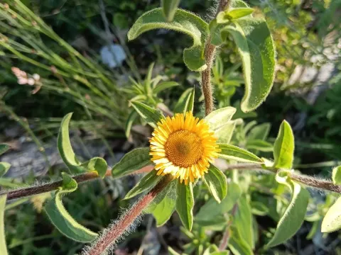 Pallenis spinosa