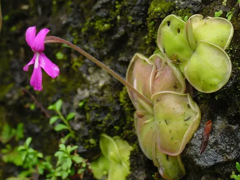 Butterwort