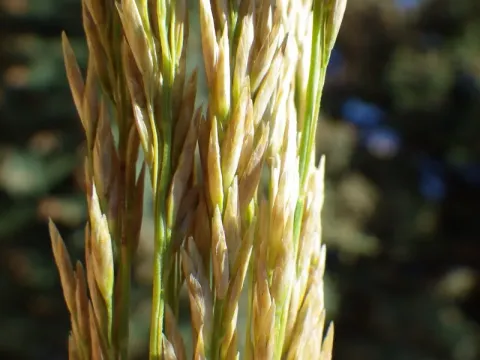 Plains bluegrass