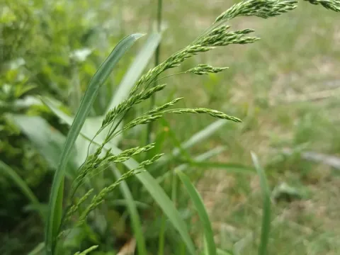 Chaix's bluegrass
