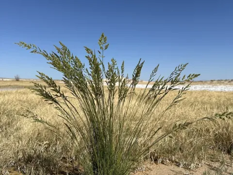 Poa juncifolia