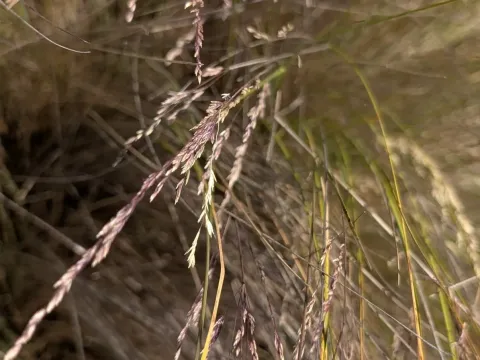 Poa labillardierei