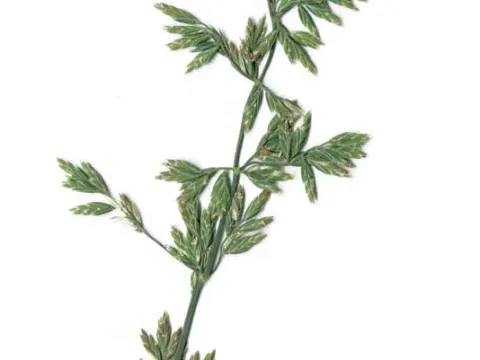 Pale bluegrass